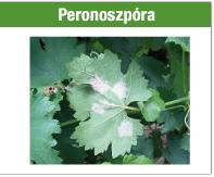 Peronoszpóra