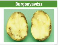 Burgonyavész
