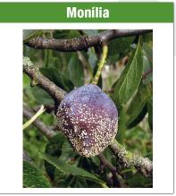 Monilia