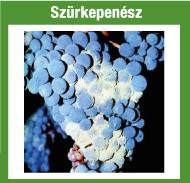 Szürkepenész