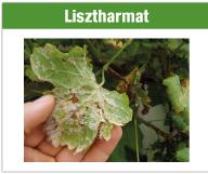 Lisztharmat