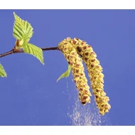 Pollen