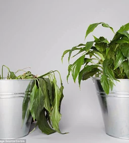 Hőingadozás beltéri növénytermesztésben. Mire kell figyelni?