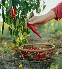 A chili paprika termesztése