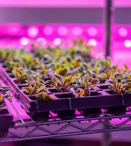 UV előnyei a beltéri növénytermesztésben. Mit érdemes tudni?