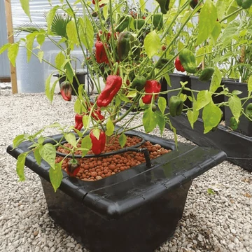 Nutriculture Flo-Gro csepegtető rendszer