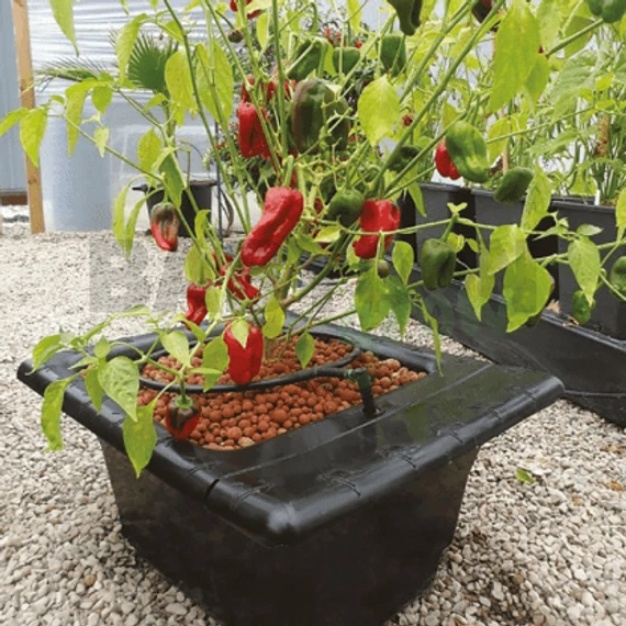 Nutriculture Flo-Gro csepegtető rendszer