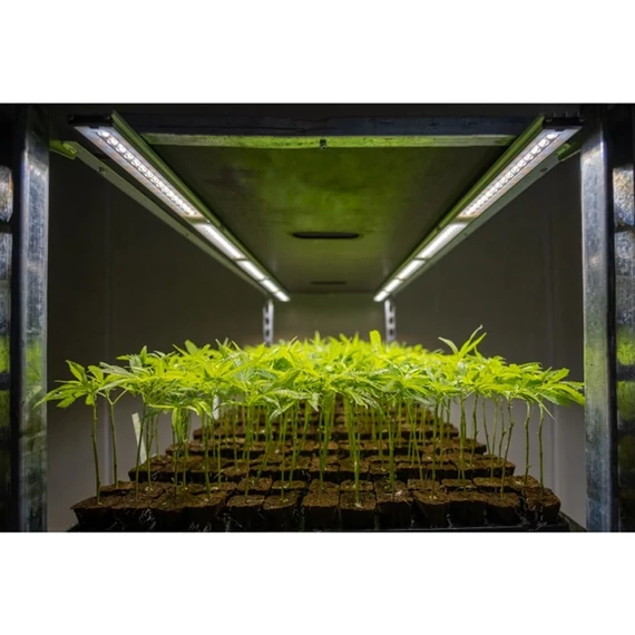 SANlight FLEX II FLEX II 20