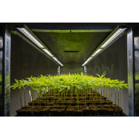 SANlight FLEX II LED 20